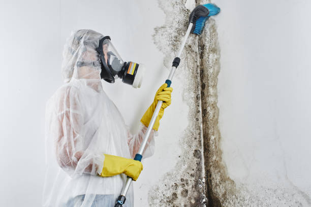 Best Commercial Mold Removal  in Ronkonkoma, NY