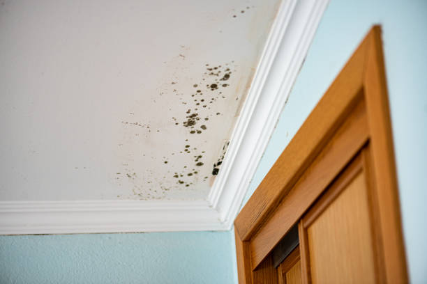 Best Mold Removal Company Near Me  in Ronkonkoma, NY