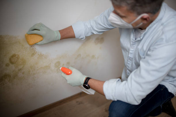Best Mold Removal Company Near Me  in Ronkonkoma, NY