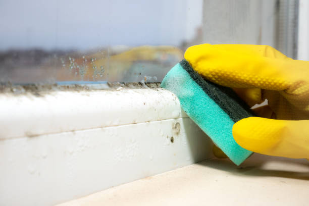 Mold Removal and Inspection in Ronkonkoma, NY