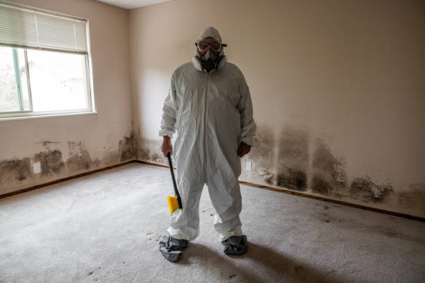 Best Attic Mold Removal  in Ronkonkoma, NY
