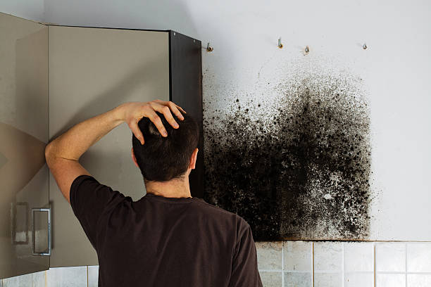 Best Certified Mold Removal  in Ronkonkoma, NY