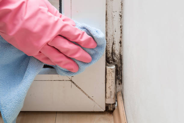 Professional Mold Removal in Ronkonkoma, NY