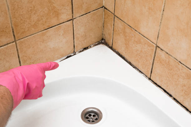 Best Mold Removal and Inspection  in Ronkonkoma, NY
